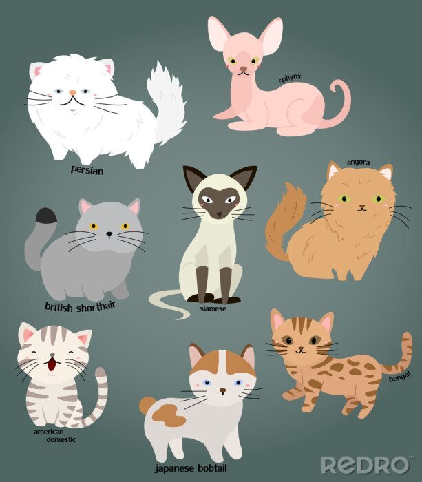 Poster Kattenrassen in de tekening