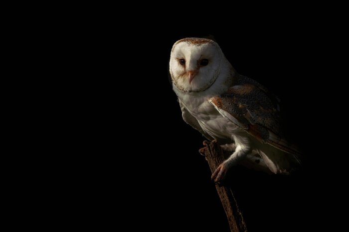 Poster Kerkuil op een donkere achtergrond