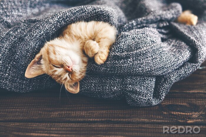 Poster Kitten slapen gewikkeld in een deken
