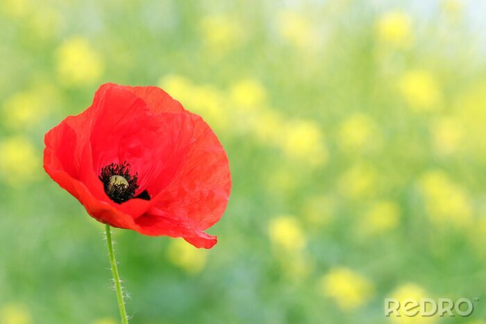 Poster Klaproos op een wazige achtergrond
