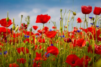 Klaprozen en korenbloemen in de weide