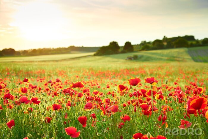 Poster Klaprozen en landschap in de zon