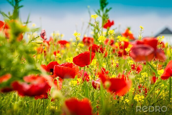Poster Klaprozen en mosterd