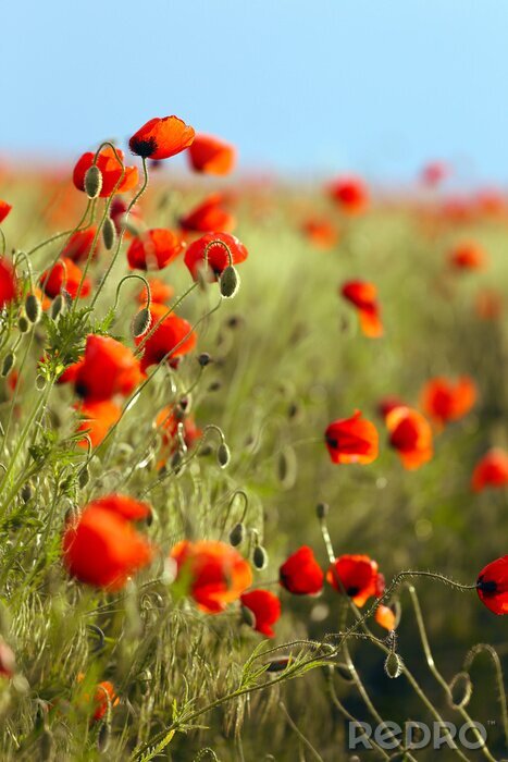 Poster Klaprozen op een achtergrond met zonsondergang