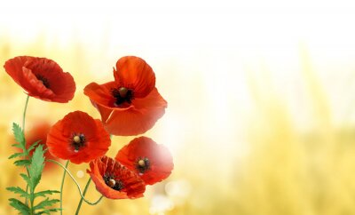 Klaprozen op gele achtergrond