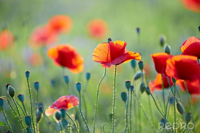 Poster Klaprozen van dichtbij op een wazige achtergrond