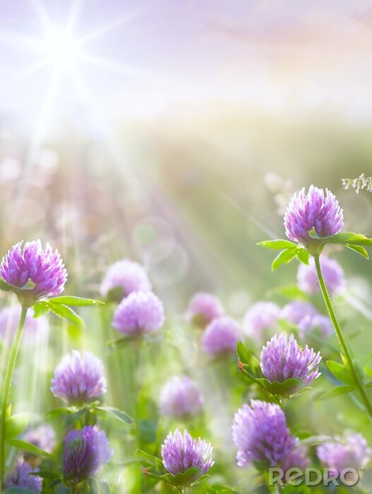 Poster Klaverbloem in de zon