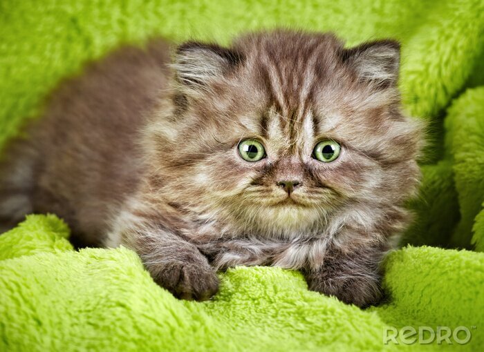 Poster Klein katje op een dekentje