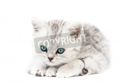 Poster Klein katje op een lichte achtergrond