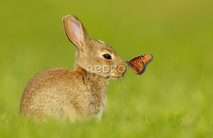 Poster Klein konijntje met een vlinder in een groene weide