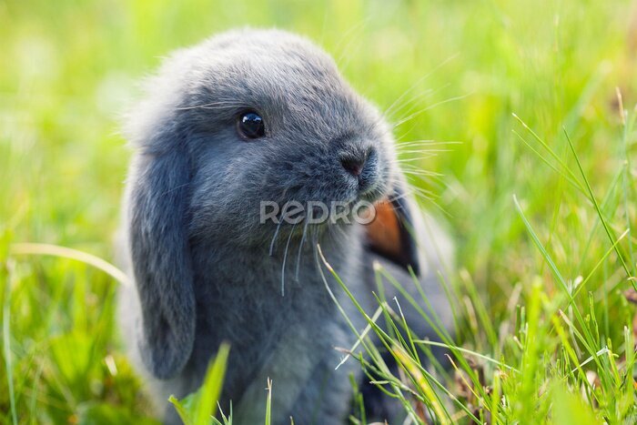 Poster Klein konijntje zittend op groen gras