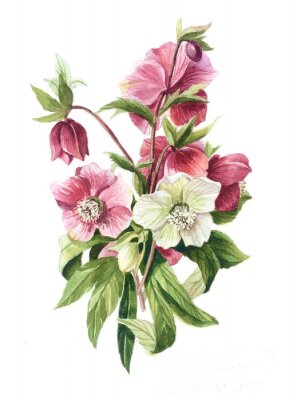 Poster Kleine bos witte en roze bloemen