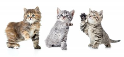 Kleine katten met één opgeheven poot