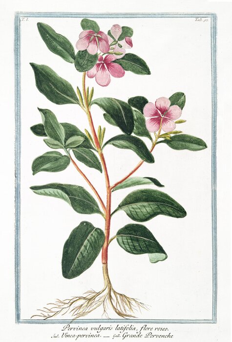 Poster Kleine plant in een blauw kader