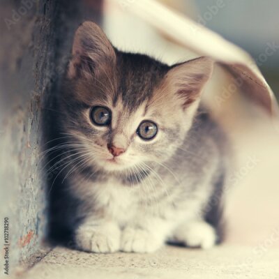 Poster kleine schattige katje openlucht plaatsing