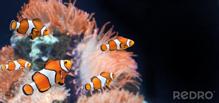 Poster Kleine vissen en oceaanplanten