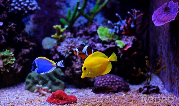 Poster Kleine vissen in het aquarium