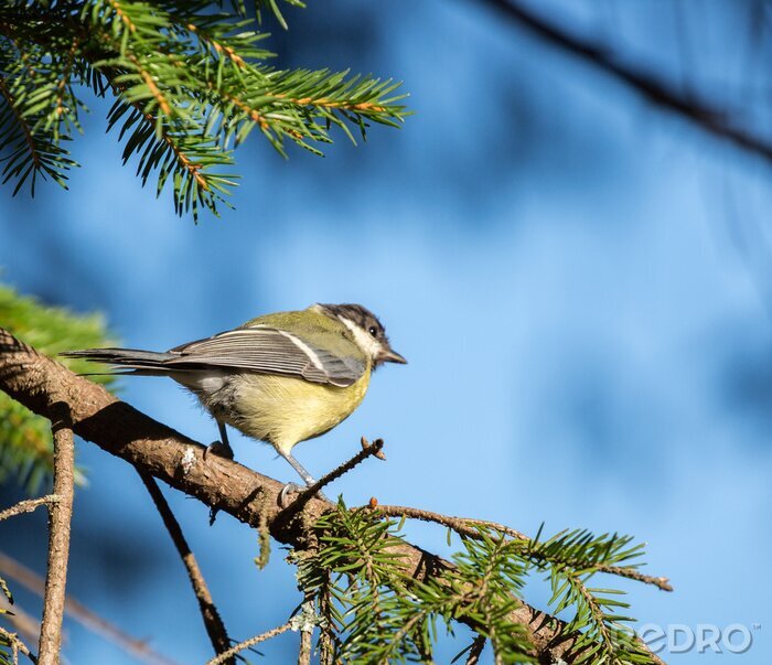 Poster Kleine vogel tegen de blauwe lucht