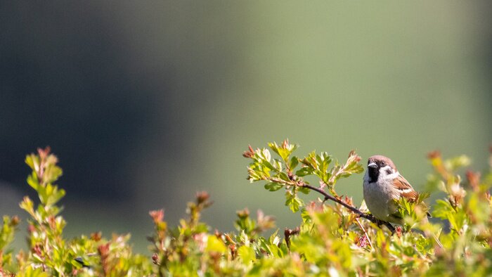 Poster Kleine vogel tussen het groen