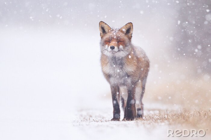 Poster Kleine vos in de sneeuw
