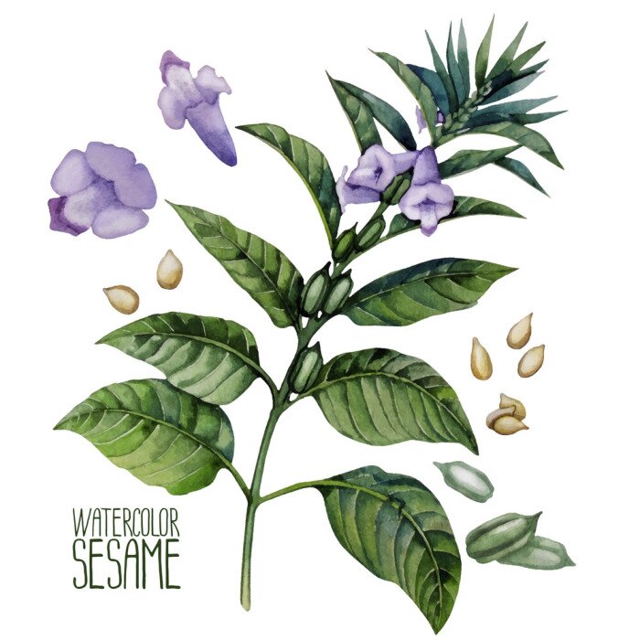 Poster Kleur sesambloem natuur