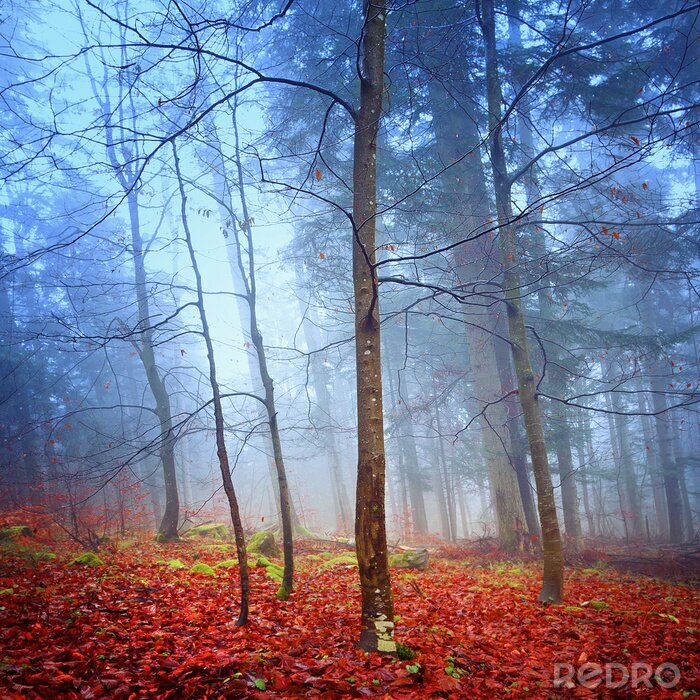 Poster Kleurrijk fantasiebos