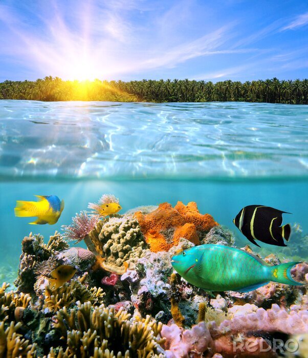 Poster Kleurrijk onderwaterleven op een zonnige dag