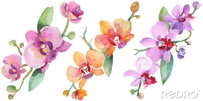 Poster Kleurrijke aquarel orchidee
