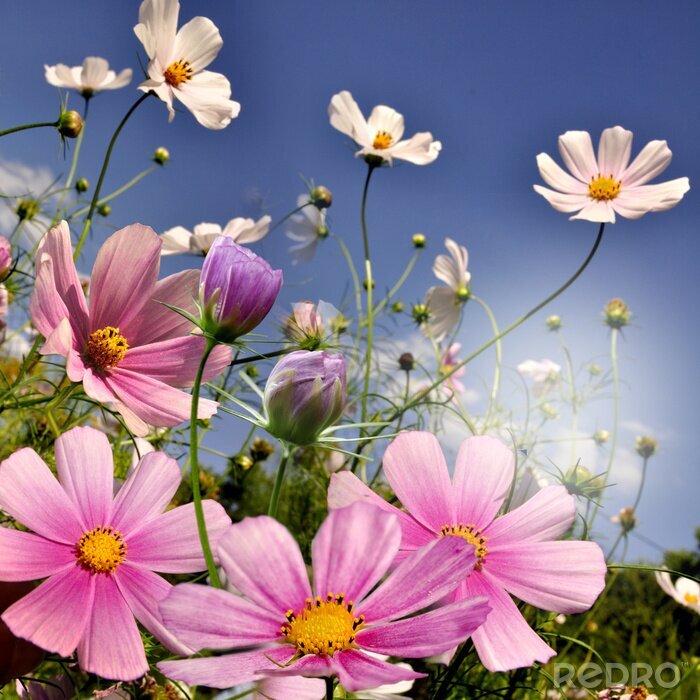 Poster Kleurrijke bloemen met hemel op de achtergrond
