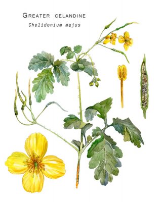 Poster Kleurrijke botanische illustratie van weegbree
