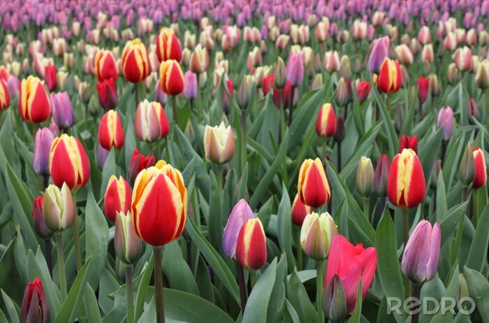 Poster Kleurrijke Hollandse bloemen