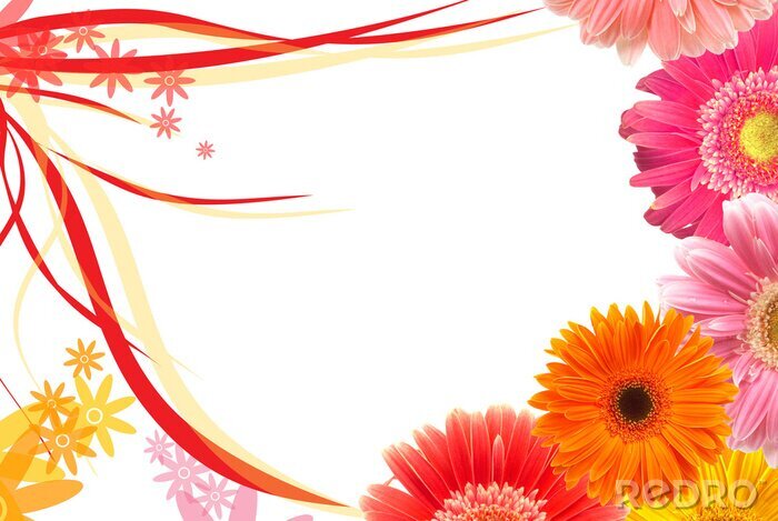 Poster Kleurrijke madeliefjes en gerbera's