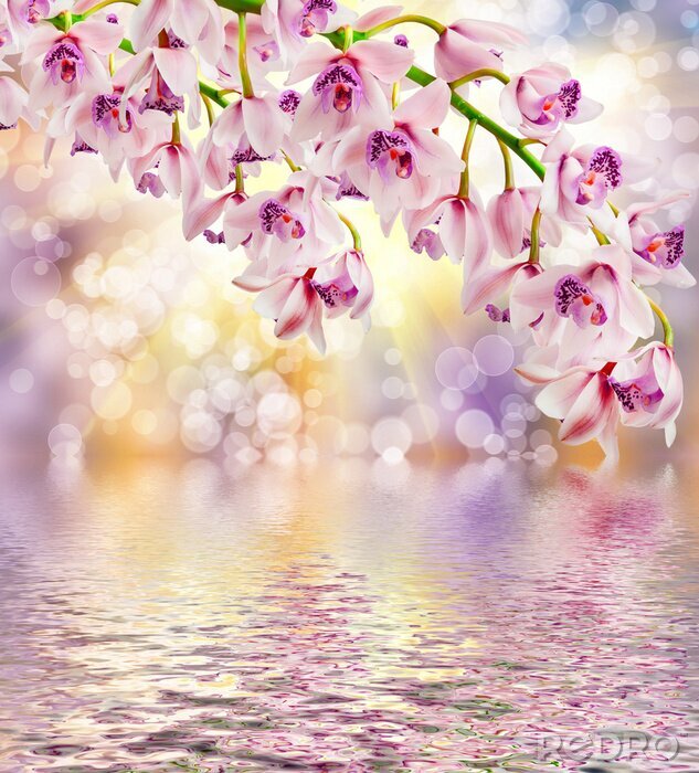 Poster Kleurrijke orchideeën aan het water