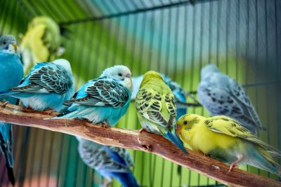 Poster Kleurrijke papegaaien in een kooi