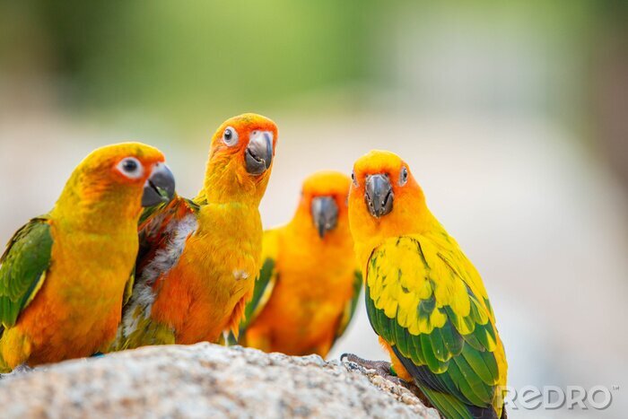 Poster Kleurrijke papegaaien op de rots