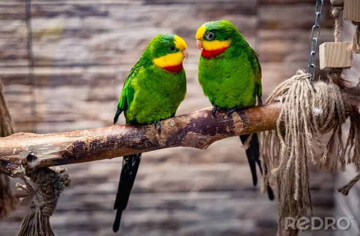 Poster Kleurrijke papegaaien op een tak