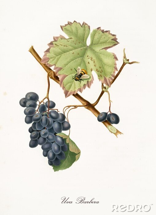 Poster Kleurrijke tekening van rijpe druiventrossen