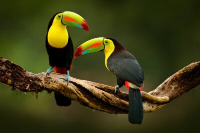 Poster Kleurrijke toekanvogels