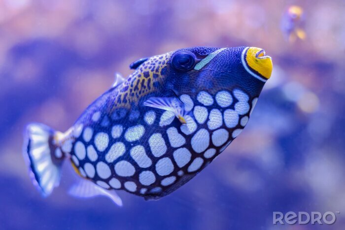 Poster Kleurrijke vissen in een aquarium