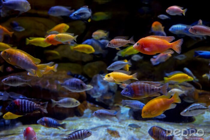 Poster Kleurrijke vissen in het aquarium