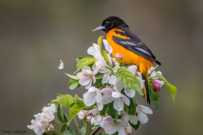 Poster Kleurrijke vogel in bloemen