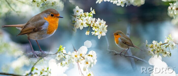 Poster Kleurrijke vogels in het voorjaar