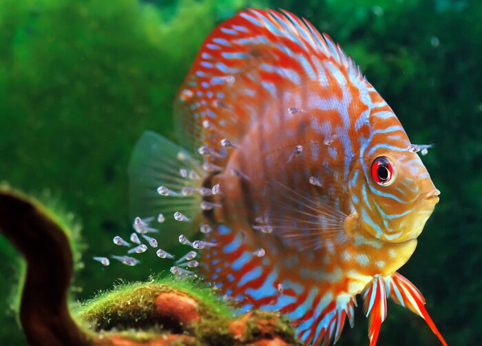 Poster Kleurrijke zwemmende vissen