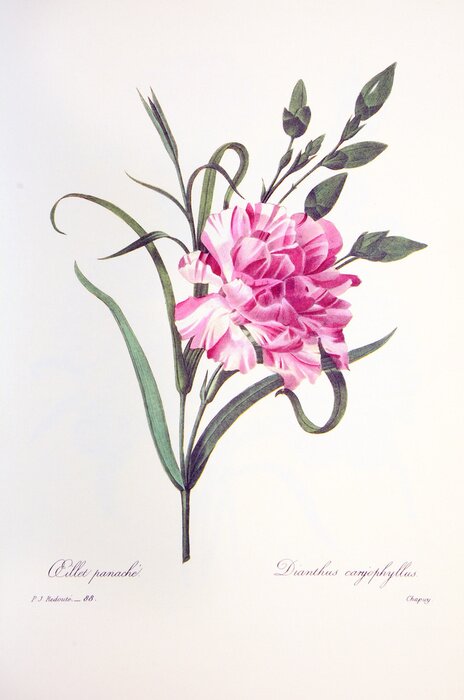 Poster Kleurtekening van een tuinanjer