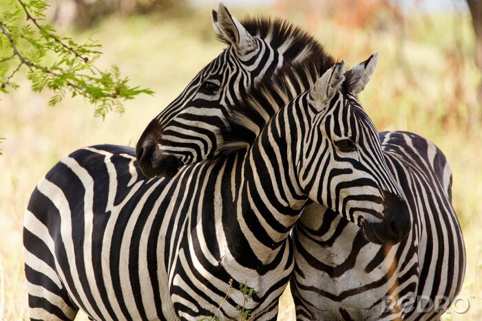 Poster Knuffelende zebra's