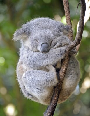 Poster koala in slaap in een boom.