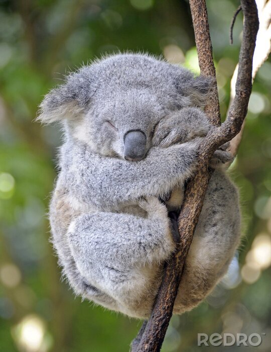 Poster koala in slaap in een boom.