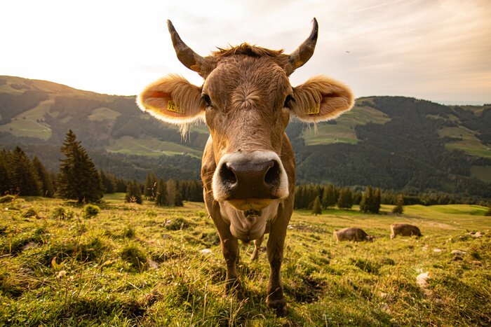 Poster Koetje in de wei