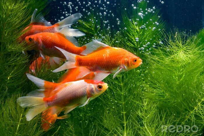 Poster Koi vissen tussen planten