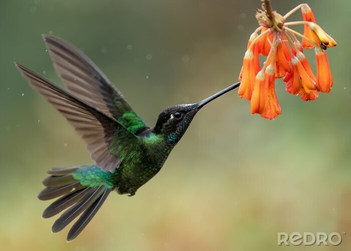 Poster Kolibrie die nectar drinkt